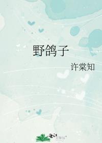 野鸽子的作用与疗效